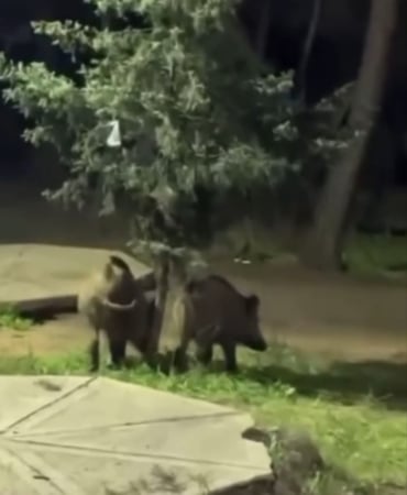 Bursa’da domuzlar piknik alanlarına indi