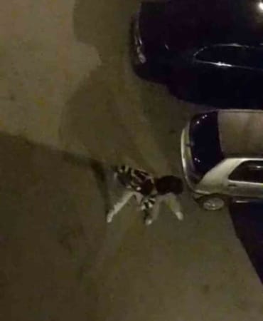 Bursa’da sokak ortasında boks ringlerini aratmayan kavga kamerada