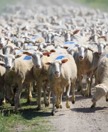 "Kırsalda Bereket Küçükbaşa Destek Projesi"nde son gün uyarısı