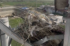 Sokak lambaları kuşlara yuva oldu