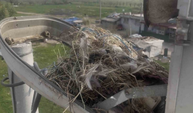 Sokak lambaları kuşlara yuva oldu