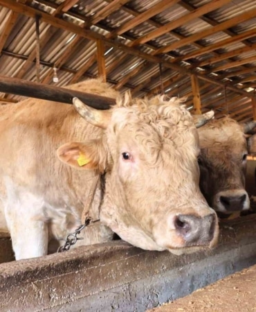 Tonluk ’Paşa’ 500 bin lira