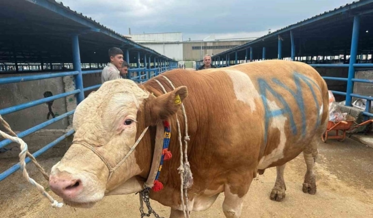 Bursa’da kurbanlık şampiyonu görücüye çıktı: Tam 1,2 ton