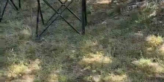 Bursa’da sarı yılan paniği