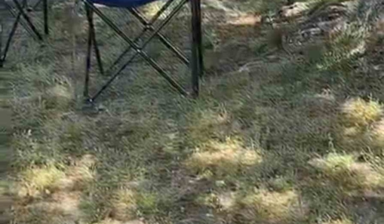 Bursa’da sarı yılan paniği