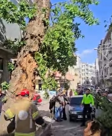 Bursa’da seyir halindeki araçların üzerine ağaç devrildi: 1 kişi yaralandı