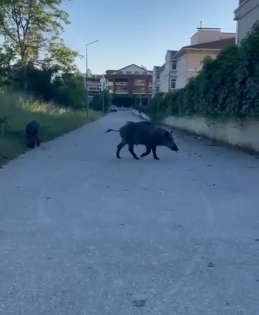 Domuzlar yerleşim yerine inerek yiyecek aradı