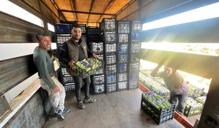 İznik’te mevsimin ilk kabak hasadı