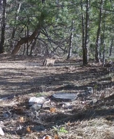 Uludağ’da yaban kedisi fotokapana takıldı