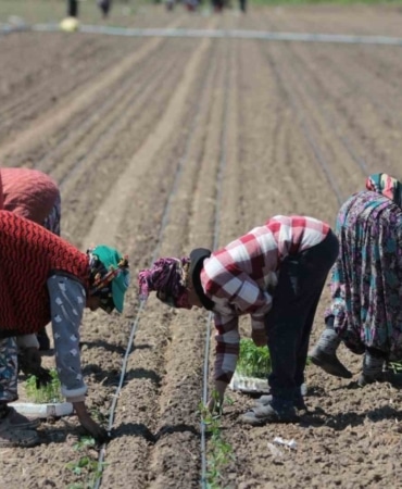 14 salça fabrikasına sahip Karacabey’de domates sezonu başlıyor