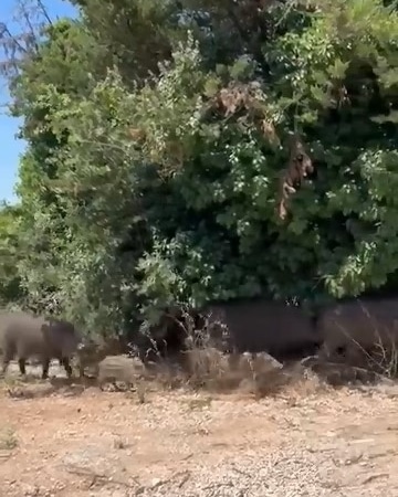 BURSA'DA YİYECEK BULMAKTA ZORLANDIĞI DEĞERLENDİRİLEN YABAN DOMUZLARI, GÜNDÜZ SAATLERİNDE ŞEHİR MERKEZİNE İNDİ. YOLDA DOLAŞAN DOMUZ SÜRÜSÜ, VATANDAŞLAR TARAFINDAN CEP TELEFONU KAMERASIYLA GÖRÜNTÜLENDİ.