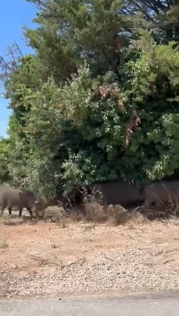 BURSA'DA YİYECEK BULMAKTA ZORLANDIĞI DEĞERLENDİRİLEN YABAN DOMUZLARI, GÜNDÜZ SAATLERİNDE ŞEHİR MERKEZİNE İNDİ. YOLDA DOLAŞAN DOMUZ SÜRÜSÜ, VATANDAŞLAR TARAFINDAN CEP TELEFONU KAMERASIYLA GÖRÜNTÜLENDİ.
