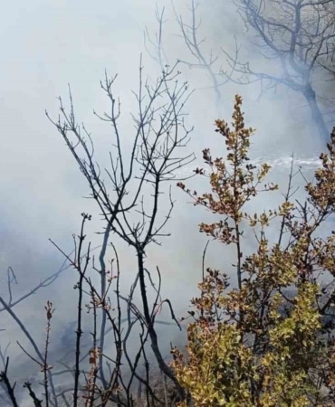 Bursa’da piknik alanı yakınındaki yangın korkuttu