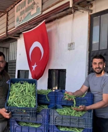 İznik’te Nazende fasulyesinde ilk hasat başladı, üretici fiyatlardan memnun