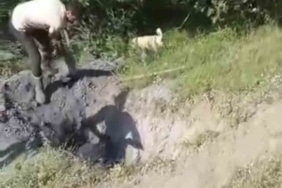 Merada otlayan büyükbaş hayvan define çukuruna düştü