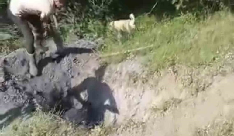 Merada otlayan büyükbaş hayvan define çukuruna düştü