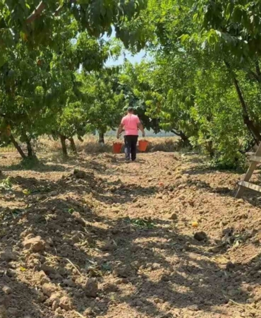 TÜRKİYE'NİN ÖNEMLİ MEYVE ÜRETİM MERKEZLERİNDEN BURSA OVASI'NDA ŞEFTALİ HASADI BAŞLADI. ÜRETİCİLER, BU YIL ETKİLİ OLAN YAĞIŞLAR SAYESİNDE ÜRÜN KALİTESİ VE VERİMİN YÜKSEK OLDUĞUNU BELİRTİRKEN, HASAT EDİLEN ŞEFTALİLER YURT İÇİ VE YURT DIŞINDAKİ PAZARLARA GÖNDERİLİYOR.