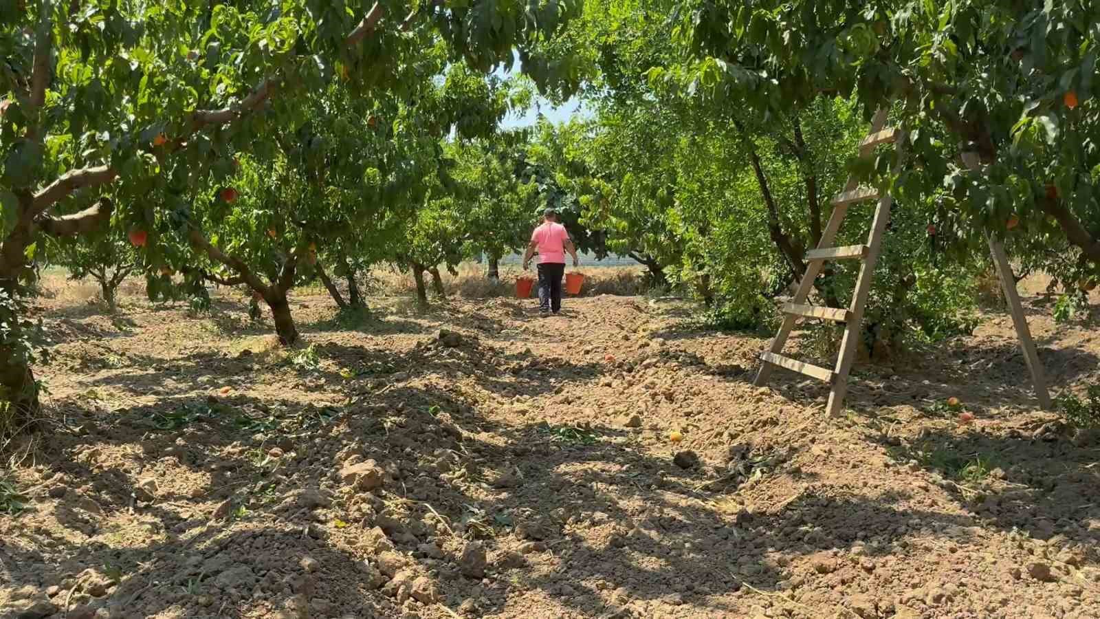 TÜRKİYE'NİN ÖNEMLİ MEYVE ÜRETİM MERKEZLERİNDEN BURSA OVASI'NDA ŞEFTALİ HASADI BAŞLADI. ÜRETİCİLER, BU YIL ETKİLİ OLAN YAĞIŞLAR SAYESİNDE ÜRÜN KALİTESİ VE VERİMİN YÜKSEK OLDUĞUNU BELİRTİRKEN, HASAT EDİLEN ŞEFTALİLER YURT İÇİ VE YURT DIŞINDAKİ PAZARLARA GÖNDERİLİYOR.