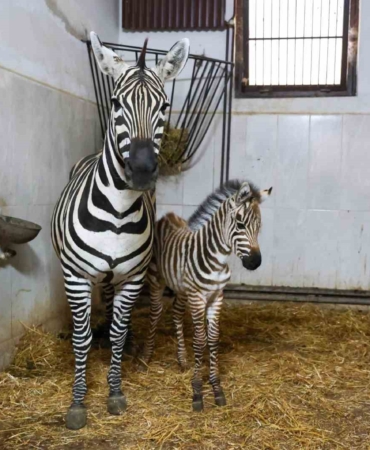 TÜRKİYE’NİN EN BÜYÜK ZEBRA SÜRÜSÜNE EV SAHİPLİĞİ YAPAN BURSA HAYVANAT BAHÇESİ’NDE, ‘YGRİTTE’ ADI VERİLEN BİR ZEBRA YAVRUSU DÜNYAYA GELDİ.