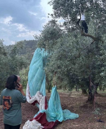 ŞİDDETLİ RÜZGÂRIN ETKİSİYLE ROTASI SAPAN PARAŞÜT, PLANLANAN İNİŞ ALANINA ULAŞAMAYINCA EN YAKININDAKİ ZEYTİNLİK ALANA ZORUNLU İNİŞ YAPTI.