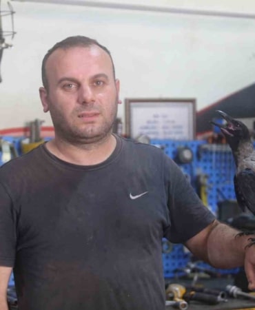 BURSA'DA OTOMOBİL TAMİRCİSİ MURAT GÜNEY'İN 3 AY ÖNCE YARALI HALDE BULUP TEDAVİ ETTİĞİ "PAŞA" İSİMLİ KARGA, İYİLEŞMESİNE RAĞMEN YANINDAN AYRILMADI. TAMİRHANENİN ADETA ÇALIŞANI HALİNE GELEN PAŞA, ARABA TAMİRİNDE USTASINA EŞLİK EDİYOR, PUL VE SOMUN TAŞIYOR, BİRLİKTE YEMEK YİYOR. TAMAMEN ÖZGÜR OLMASINA RAĞMEN HER UÇUŞUN ARDINDAN YENİDEN TAMİRHANEYE DÖNEN KARGA, GÖRENLERİN DE İLGİ ODAĞI OLDU.