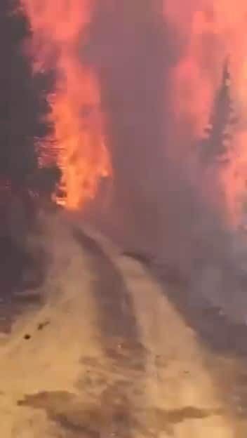 BURSA'NIN GEMLİK İLÇESİNDE ÇIKAN ORMAN YANGININA MÜDAHALE EDEN EKİPLER, ZAMAN ZAMAN ALEV KAPANININ İÇİNDE KALARAK ÖLÜMLE BURUN BURUNA MÜCADELE VERDİ. YAKLAŞIK 5 SAAT SÜREN YOĞUN ÇALIŞMALARIN ARDINDAN YANGIN KONTROL ALTINA ALINIRKEN, GEMLİK'İN SİMGELERİNDEN OLAN FISTIK ÇAMLARI İSE ALEVLERE TESLİM OLARAK KÜLE DÖNDÜ.