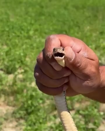 BURSA’NIN İNEGÖL İLÇESİNDE TARLASINDA YAKLAŞIK 1,5 METRE UZUNLUĞUNDA YILAN GÖREN ÇİFTÇİ, BÜYÜK CESARET GÖSTEREREK YILANI ELİYLE YAKALADI. ÇİFTÇİ, DAHA SONRA YILANI ZARAR VERMEDEN DOĞAYA SALINDIĞI ANLAR CEP TELEFONU KAMERASINA YANSIDI.