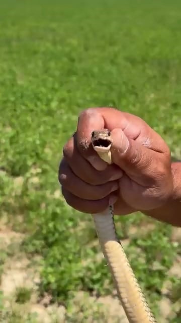 BURSA’NIN İNEGÖL İLÇESİNDE TARLASINDA YAKLAŞIK 1,5 METRE UZUNLUĞUNDA YILAN GÖREN ÇİFTÇİ, BÜYÜK CESARET GÖSTEREREK YILANI ELİYLE YAKALADI. ÇİFTÇİ, DAHA SONRA YILANI ZARAR VERMEDEN DOĞAYA SALINDIĞI ANLAR CEP TELEFONU KAMERASINA YANSIDI.