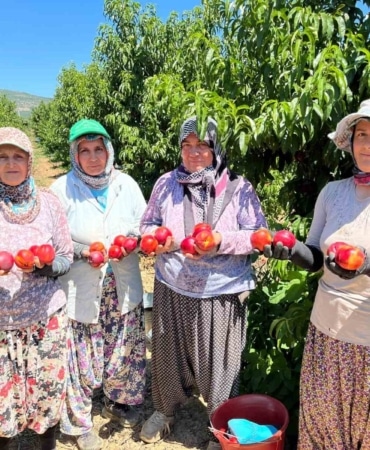 TARİHİ VE TURİZMİYLE OLDUĞU KADAR VERİMLİ TARIM ARAZİLERİYLE DE ÖNE ÇIKAN BURSA’NIN İZNİK İLÇESİNDE NEKTARİN VE ŞEFTALİ HASADI TÜM HIZIYLA DEVAM EDİYOR.