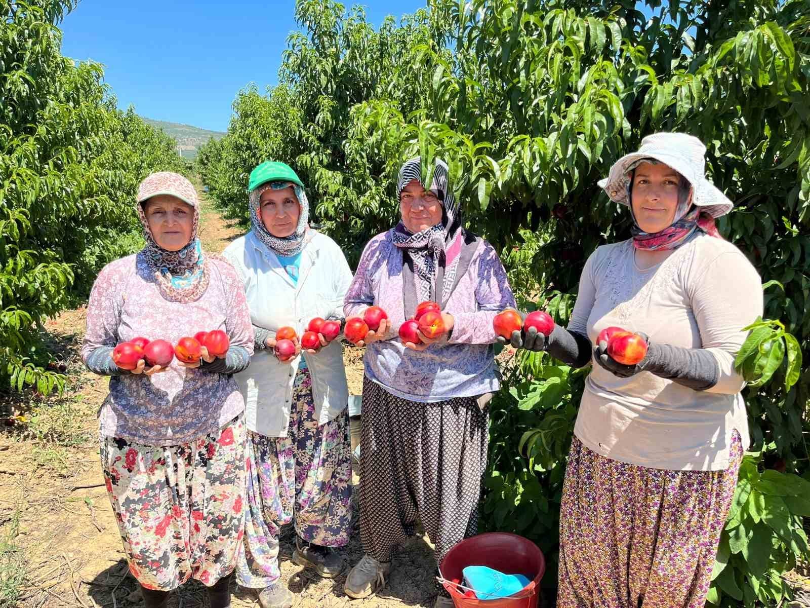 TARİHİ VE TURİZMİYLE OLDUĞU KADAR VERİMLİ TARIM ARAZİLERİYLE DE ÖNE ÇIKAN BURSA’NIN İZNİK İLÇESİNDE NEKTARİN VE ŞEFTALİ HASADI TÜM HIZIYLA DEVAM EDİYOR.