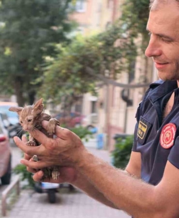 BURSA’NIN İNEGÖL İLÇESİNDE APARTMANIN YAĞMUR SUYU GİDER BORUSUNA SIKIŞAN YAVRU KEDİ, İTFAİYE EKİPLERİNİN MÜDAHALESİYLE KURTARILDI. YAVRU KEDİNİN KURTARILMA ANI İSE KAMERAYA SANİYE SANİYE YANSIDI.