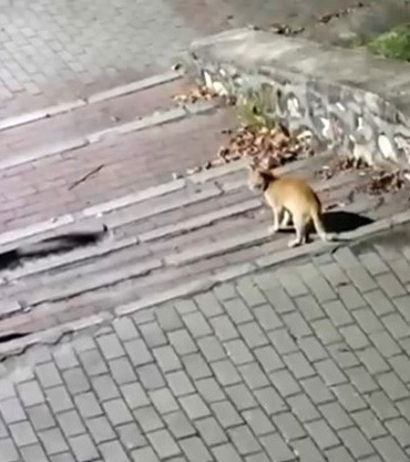 TİLKİNİN SAKİN TAVIRLARLA YİYECEKLERİNİ TÜKETTİĞİ, KEDİNİN MERAKLI BAKIŞLARLA YAKLAŞTIĞI VE KİRPİNİN DE ÇİMENLİKTE DOLAŞTIĞI ANLAR DİKKAT ÇEKTİ.