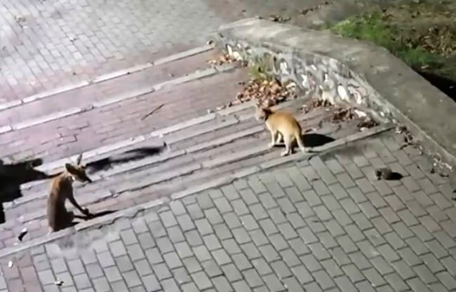 TİLKİNİN SAKİN TAVIRLARLA YİYECEKLERİNİ TÜKETTİĞİ, KEDİNİN MERAKLI BAKIŞLARLA YAKLAŞTIĞI VE KİRPİNİN DE ÇİMENLİKTE DOLAŞTIĞI ANLAR DİKKAT ÇEKTİ.