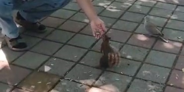 BURSA’NIN İNEGÖL İLÇESİNDE ÇAY BAHÇESİNE GELEN SİNCAP VE KUMRU, VATANDAŞIN İLGİSİYLE KARŞILAŞTI. SADIK KARAMAN, YANINA GELEN İKİ HAYVANI ELLERİYLE ÇEKİRDEKLE BESLEDİ.