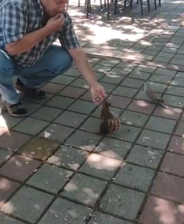 BURSA’NIN İNEGÖL İLÇESİNDE ÇAY BAHÇESİNE GELEN SİNCAP VE KUMRU, VATANDAŞIN İLGİSİYLE KARŞILAŞTI. SADIK KARAMAN, YANINA GELEN İKİ HAYVANI ELLERİYLE ÇEKİRDEKLE BESLEDİ.