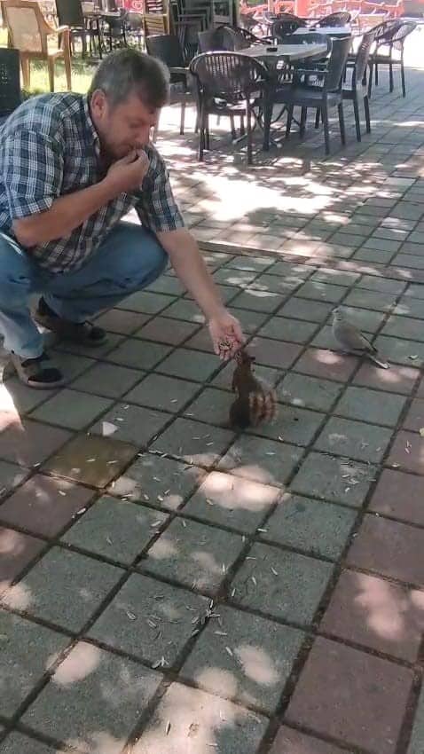 BURSA’NIN İNEGÖL İLÇESİNDE ÇAY BAHÇESİNE GELEN SİNCAP VE KUMRU, VATANDAŞIN İLGİSİYLE KARŞILAŞTI. SADIK KARAMAN, YANINA GELEN İKİ HAYVANI ELLERİYLE ÇEKİRDEKLE BESLEDİ.