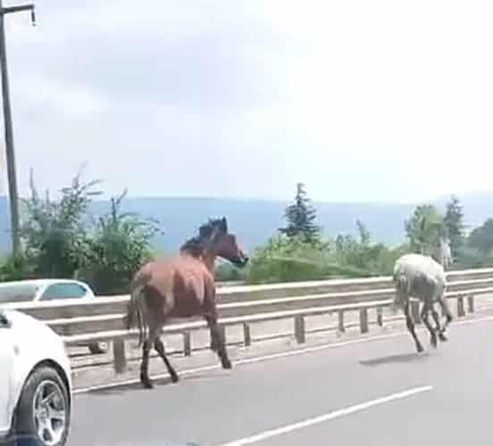 BURSA'NIN İNEGÖL İLÇESİ BURSA-ANKARA KARAYOLU ÜZERİNDE BAŞIBOŞ İKİ AT, YOĞUN TRAFİKTE ARAÇLARLA ADETA YARIŞTI. TEHLİKELİ ANLAR CEP TELEFONU KAMERALARINA YANSIDI.