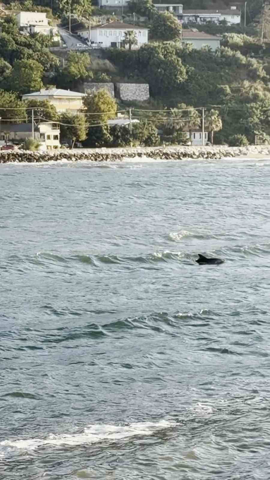 BURSA'NIN KARACABEY İLÇESİNE BAĞLI KURŞUNLU MAHALLESİ AÇIKLARINDA DENİZ YÜZEYİNE ÇIKAN YUNUS, VATANDAŞLARA VE BÖLGEDEKİ BALIKÇILARA GÖRSEL ŞÖLEN YAŞATTI. YUNUS BALIĞININ SU ÜZERİNDE PEŞ PEŞE SIÇRADIĞI ANLAR CEP TELEFONU KAMERALARINA YANSIDI.