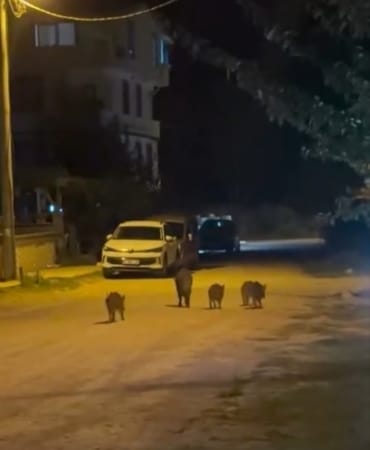 BURSA’NIN KARACABEY İLÇESİNDE YERLEŞİM ALANINA GİREN YABAN DOMUZLARI, VATANDAŞLARIN ŞAŞKIN BAKIŞLARI ARASINDA SOKAKLARDA DOLAŞTI. 4 YAVRUSUYLA BİRLİKTE MAHALLEYE İNEN ANNE DOMUZUN ÇÖPLERDE YİYECEK ARADIĞI ANLAR CEP TELEFONU KAMERASINA YANSIDI.