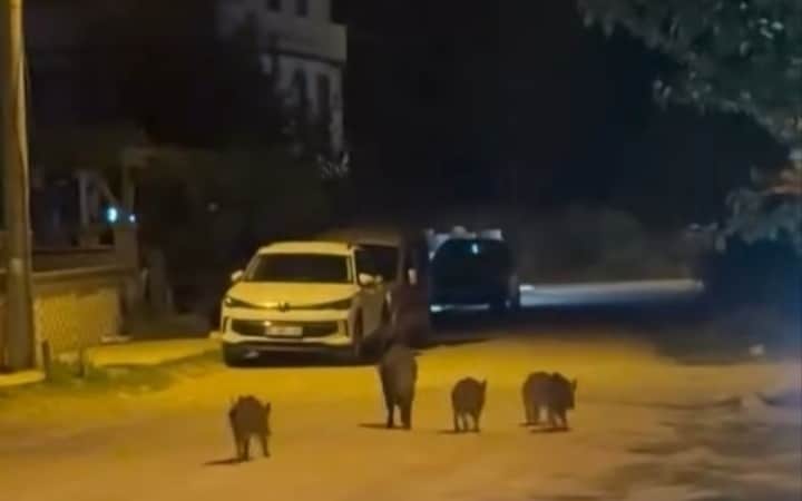 BURSA’NIN KARACABEY İLÇESİNDE YERLEŞİM ALANINA GİREN YABAN DOMUZLARI, VATANDAŞLARIN ŞAŞKIN BAKIŞLARI ARASINDA SOKAKLARDA DOLAŞTI. 4 YAVRUSUYLA BİRLİKTE MAHALLEYE İNEN ANNE DOMUZUN ÇÖPLERDE YİYECEK ARADIĞI ANLAR CEP TELEFONU KAMERASINA YANSIDI.