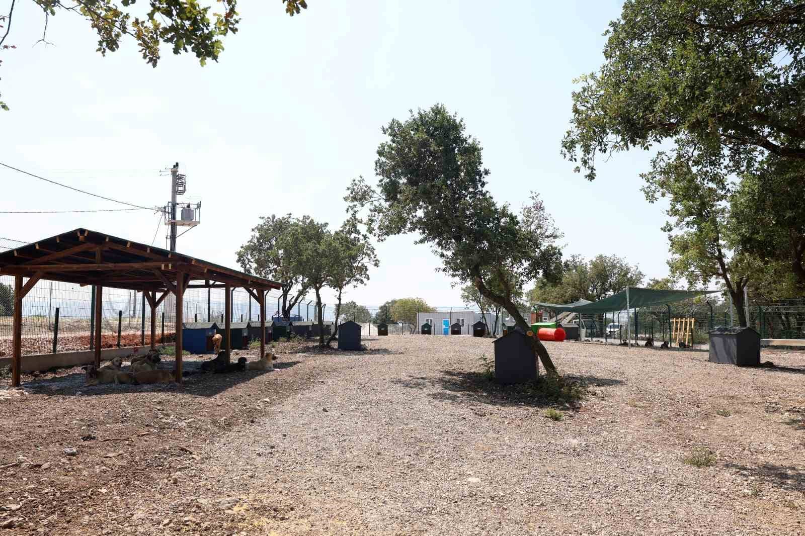 NİLÜFER BELEDİYESİ, KARACAOBA MAHALLESİ’NDE 49 BİN 500 METREKARELİK ALANDA HİZMET VERECEK UMUT AĞACI SAHİPSİZ HAYVANLAR DOĞAL YAŞAM VE SAHİPLENDİRME MERKEZİ, CAN DOSTLARI AĞIRLAMAYA BAŞLADI. YAKINDA RESMİ AÇILIŞI YAPILACAK MERKEZ, 3 BİN SOKAK HAYVANINA MODERN VE DOĞAL BİR YAŞAM ALANI SUNACAK.