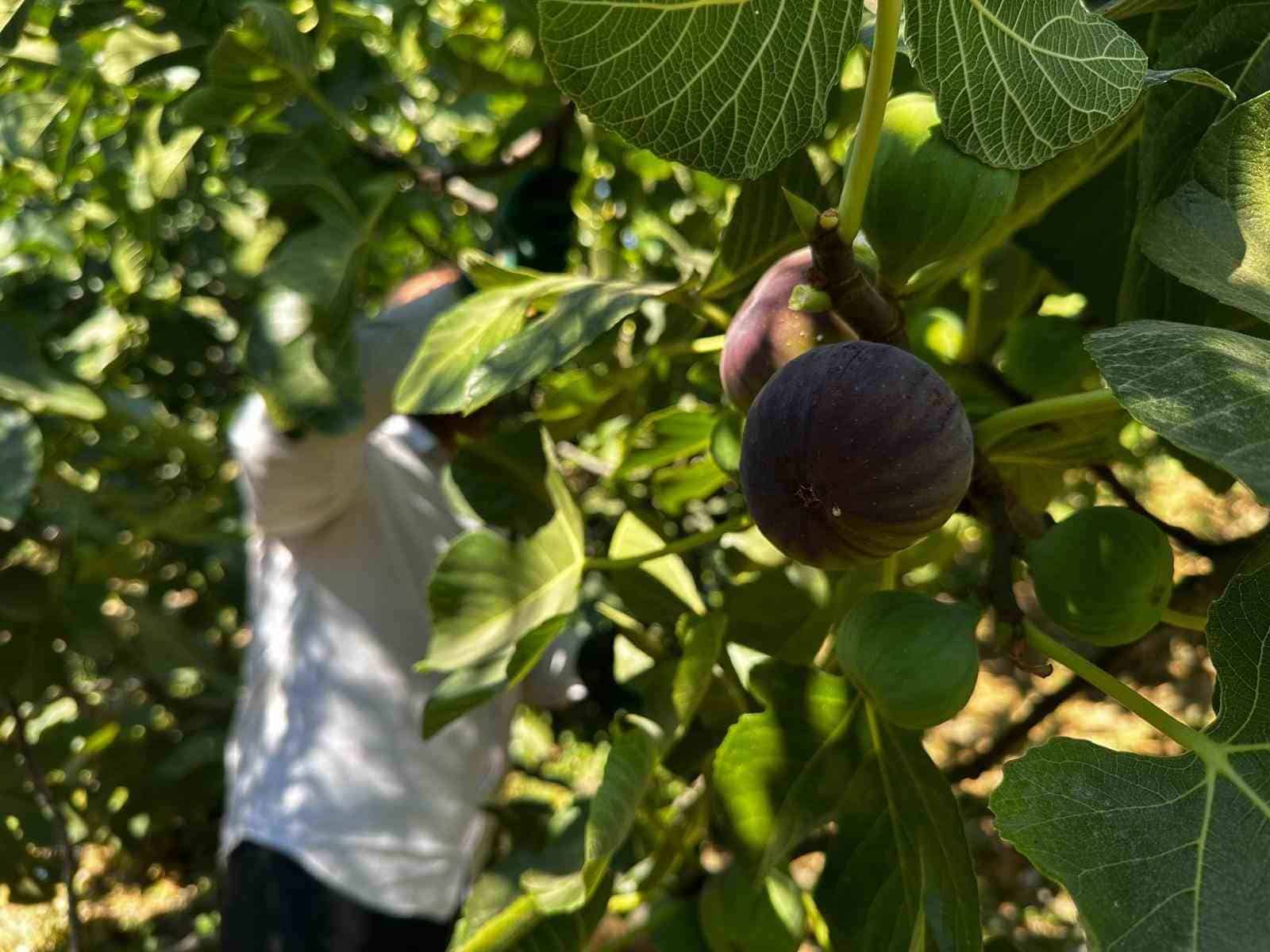 BURSA’YA ÖZGÜ DÜNYACA ÜNLÜ VE İNGİLİZ KRALİYET AİLESİ’NİN MUTFAĞINA KADAR GİREN COĞRAFİ İŞARET TESCİLLİ