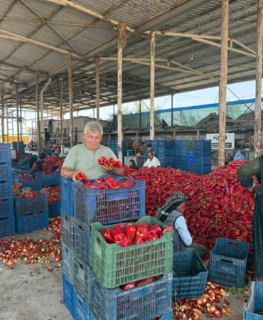 TÜRKİYE'NİN EN ÖNEMLİ TARIM MERKEZLERİNDEN KARACABEY OVASI'NDA KAPYA BİBER ÜRETİCİLERİ, HASAT SEZONUNUN BAŞINDA FABRİKALARIN FİYAT BASKISIYLA SARSILDI.