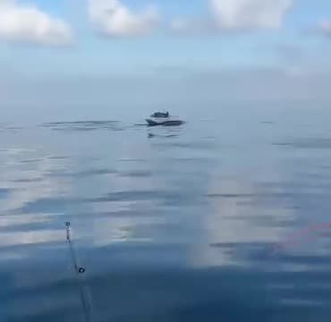BURSA’NIN KIYI KESİMLERİNDE DENİZE AÇILAN BALIKÇILAR, SU YÜZEYİNDE BELİREN YUNUSLARLA KARŞILAŞTI. AVLANMAK İÇİN KIYIYA YAKIN BÖLGELERE GELDİĞİ GÖRÜLEN YUNUSLAR, BALIKÇI TEKNELERİNİN YAKININDAN GEÇEREK KISA SÜRELİĞİNE GÖRÜNTÜLENDİ.