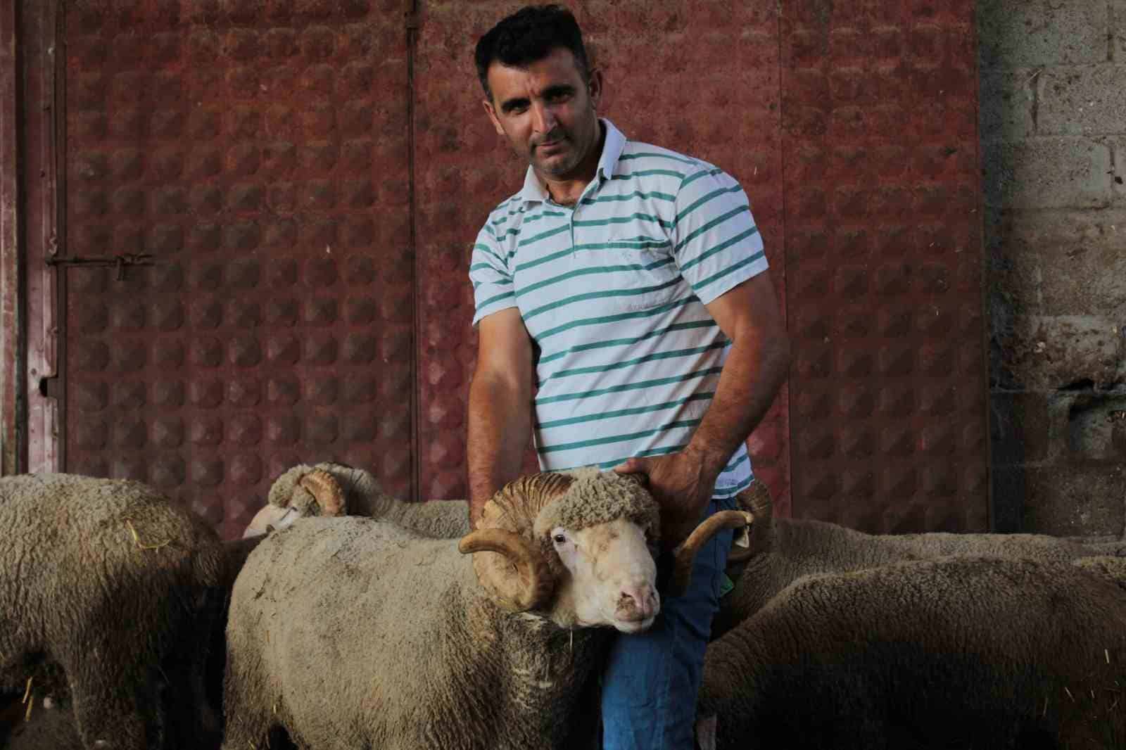 BANDIRMA KOYUNCULUK ARAŞTIRMA ENSTİTÜSÜ TARAFINDAN DÜZENLENEN AÇIK ARTIRMADA 1 MİLYON 110 BİN LİRALIK REKOR FİYATLA ALICI BULAN "ŞAMPİYON" İSİMLİ KARACABEY MERİNOSU KOÇUN, İLK YAVRULARI DOĞDU.