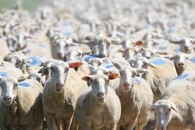 TARIM İŞLETMELERİ GENEL MÜDÜRLÜĞÜ (TİGEM), "KIRSALDA BEREKET" PROJESİ KAPSAMINDA YERLİ VE KALİTELİ IRK DAMIZLIK HAYVANLARI ÜRETİCİLERLE BULUŞTURMAYA DEVAM EDİYOR.