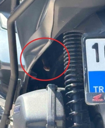 BURSA’DA MOTOSİKLETTEN ÇIKAN YILAN ŞOKE ETTİ