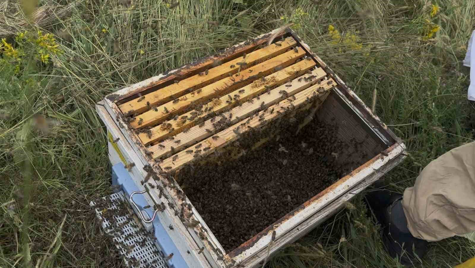 OĞUL VEREN BİNLERCE ARININ BİR ÇALILIĞI SARMASI ÜZERİNE ARICI, YEREL HALKIN İLGİSİ EŞLİĞİNDE ARILARI GÜVENLİ BİR ŞEKİLDE KOVANA TOPLADI.