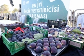 NİLÜFER BELEDİYESİ’NİN GELENEKSELLEŞEN 12. AKÇALAR FADILLI İNCİR FESTİVALİ, 13 EYLÜL PAZAR GÜNÜ AKÇALAR GÖL KIYISI’NDA DÜZENLENECEK. YARIŞMALAR, ATÖLYELER VE KARAF KONSERİYLE RENKLENECEK FESTİVAL, KATILIMCILARA KEYİFLİ ANLAR YAŞATACAK.