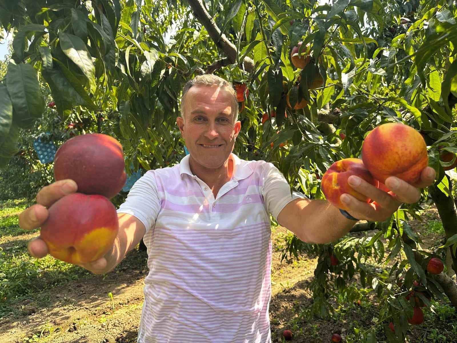 TÜRKİYE'NİN ŞEFTALİ VE NEKTARİN ÜRETİMİNDE ÖNDE GELEN MERKEZLERİNDEN BURSA'NIN GÜRSU İLÇESİNDE, GEÇ DÖNEM NEKTARİN TARLADA KİLOSU 30-40 LİRADAN ALICI BULARAK ÜRETİCİNİN YÜZÜNÜ GÜLDÜRDÜ.